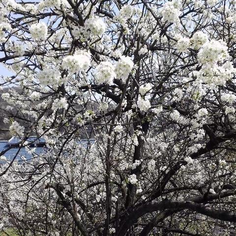 桃李天下美名扬  石溪桃李竞芬芳                    贾福录/文