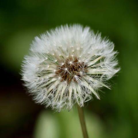 也为人间吐芳华