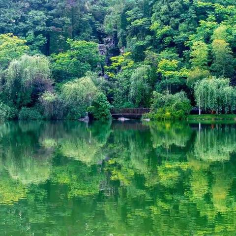 绿毯鳞鳞织翠毛