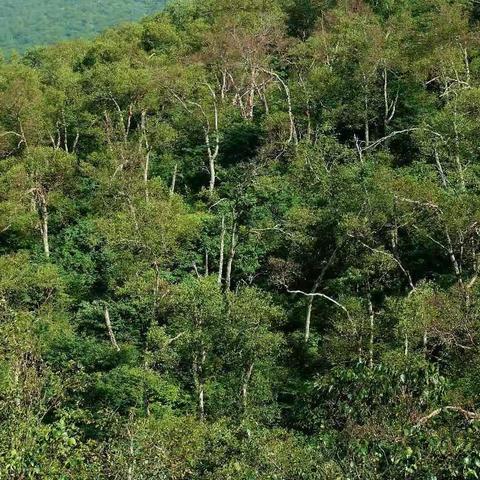 （长安区秦岭保护局）严格督导检查  确保整改到位  维护森林资源安全