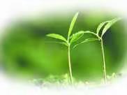 春风拂面教研浓，扁舟扬起特色帆—2018-2019学年第二学期安西中心小学莲丰片区及兰塘片区教研活动