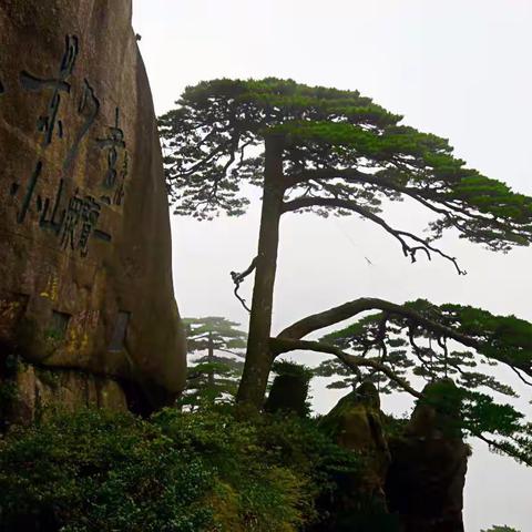 大美黄山，风景如画