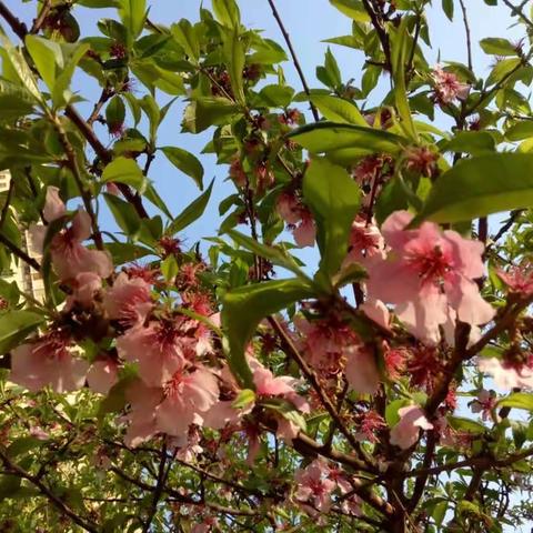 咸三小“美在课堂中绽放”——新教师“亲子同堂”教学风采展示活动