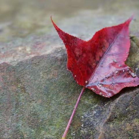 雾里看花—从化石门国家森林公园石灶风景区游记