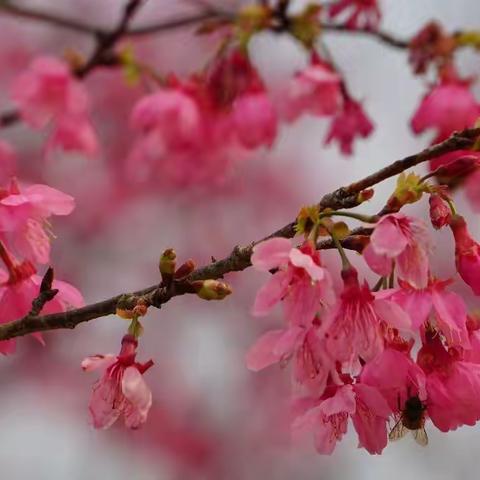 天适赏花 莲麻信步