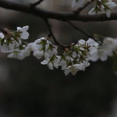 樱桃花开春光艳，千树万树间，伊人顾盼眼波翩，月余樱桃鲜！