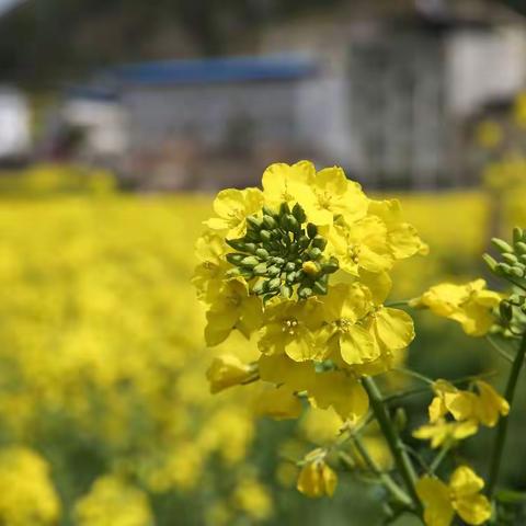 傻傻分不清，到底是白菜花还是油菜花？反正都是小黄花……