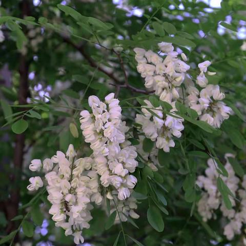 岁岁香袭人 总关槐花情