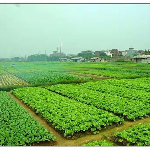 地球人已经不能阻挡中国人种菜了