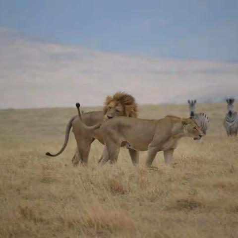 Safari in the Serengeti, Tanzania, Africa 游猎在非洲坦桑尼亚的塞伦盖蒂大草原上