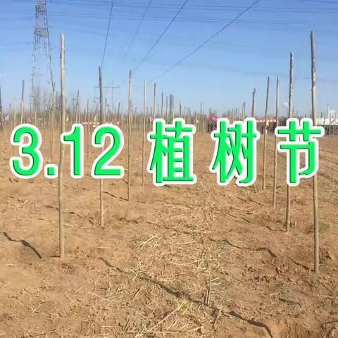 3月12日积极参加义务植树活动