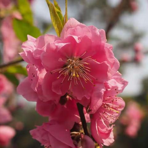 武汉植物园、樱园赏花