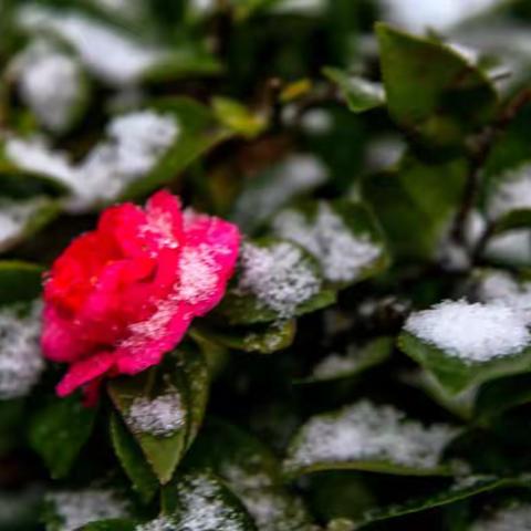 雪中茶梅别样艳