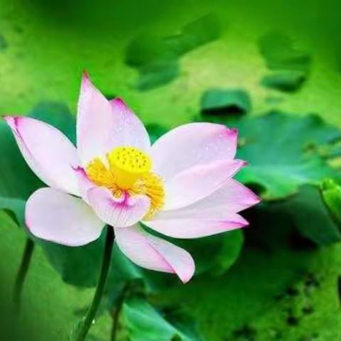 生命中最重要的一天---法云法师