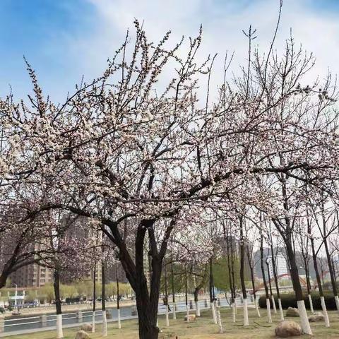 眼观浮沉＊春暖花初开