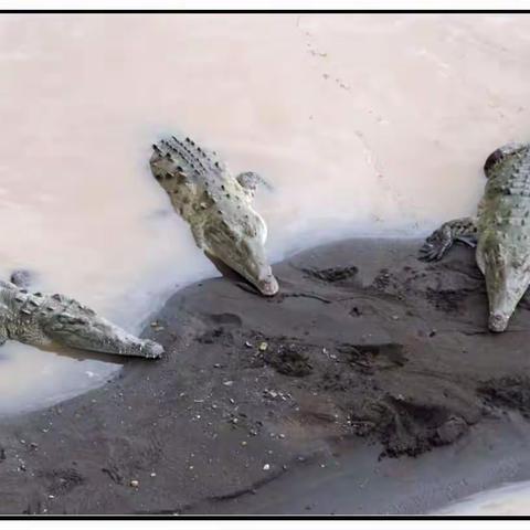 美洲游十一：哥斯达黎加_蓬塔雷纳斯（原创）