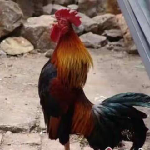 太牛了，公鸡会唱（浏阳河）