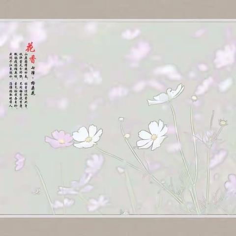 格桑花—— 八瓣梅