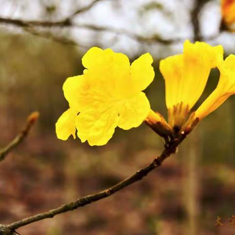 黄花风铃木