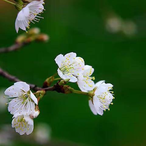 春暖花开看安康