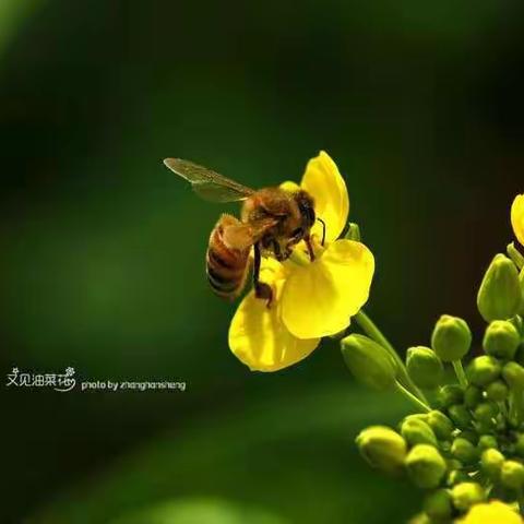 又见油菜花