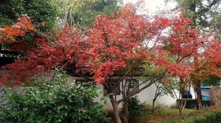 鸡爪槭树的种植方法