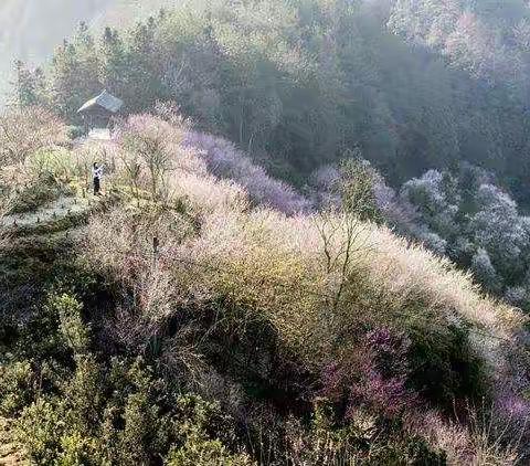 早春赏花…游览黄山花谷及温泉古道，漫步卖花渔村