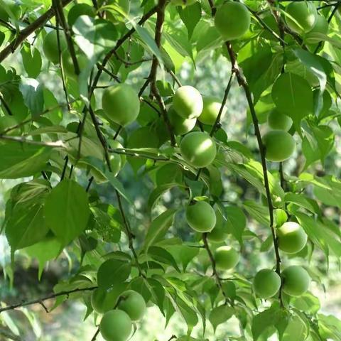 2019 与梅有约（续）