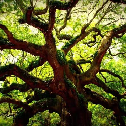 配乐诗朗诵《致橡树》作者：舒婷