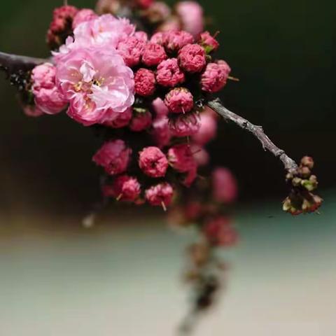 清明