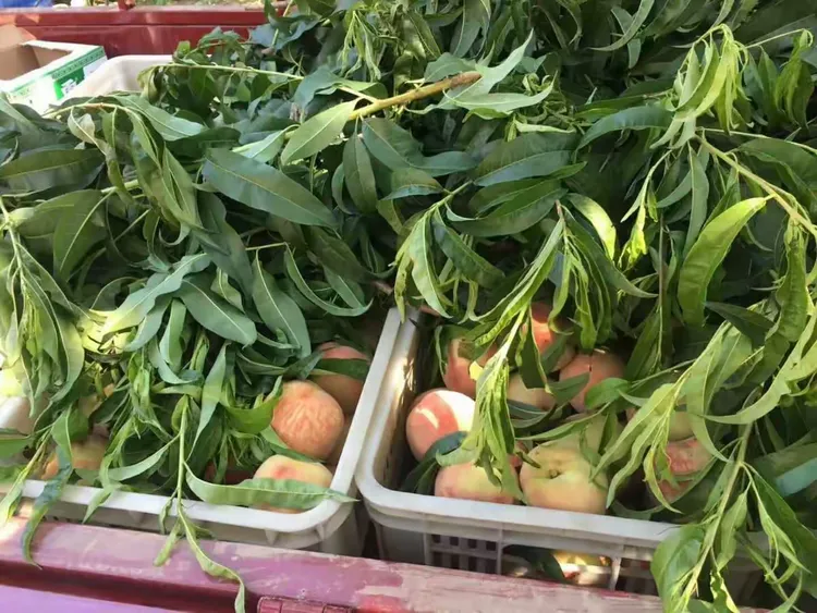 ������賿��������ܫ����- ũ��İ����:���ˮ����