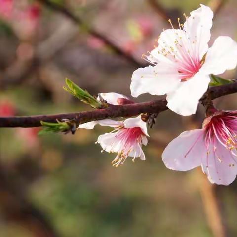 油菜花儿开