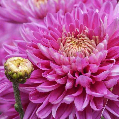 金秋，正是赏菊好时节！