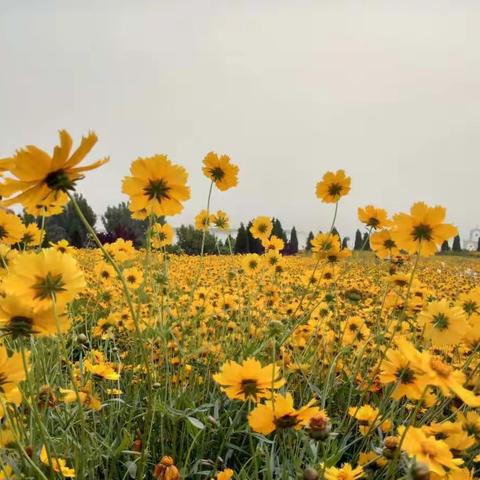 5月底日照花仙子赏花