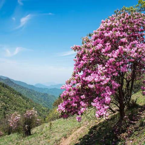 龙山上的杜鹃