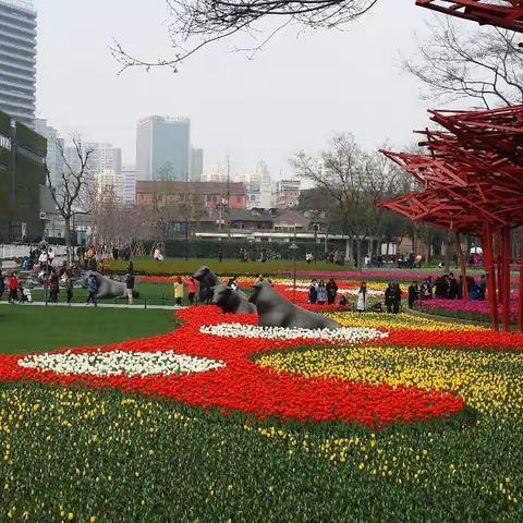 郁金香的历程