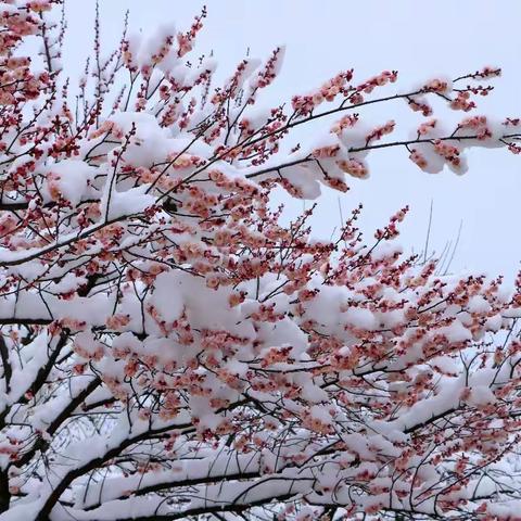 踏雪寻梅