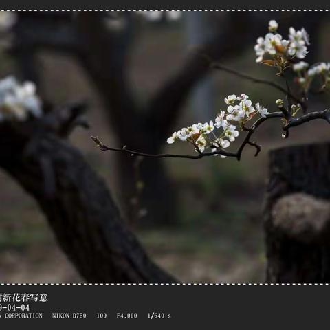 古树新花春写意