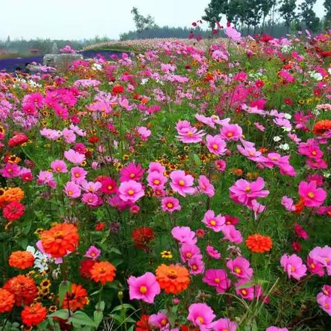 花语小镇诞生记