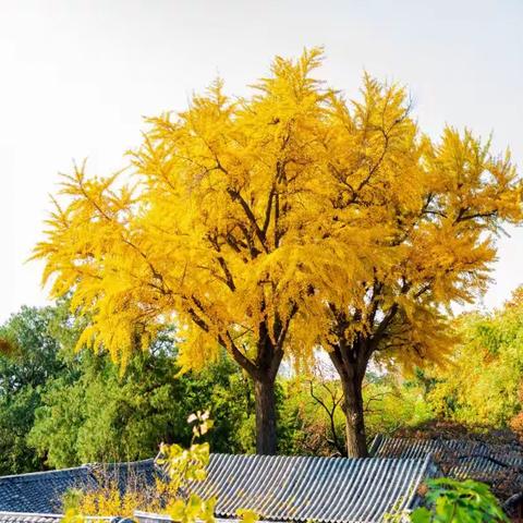 普照寺与橡树林
