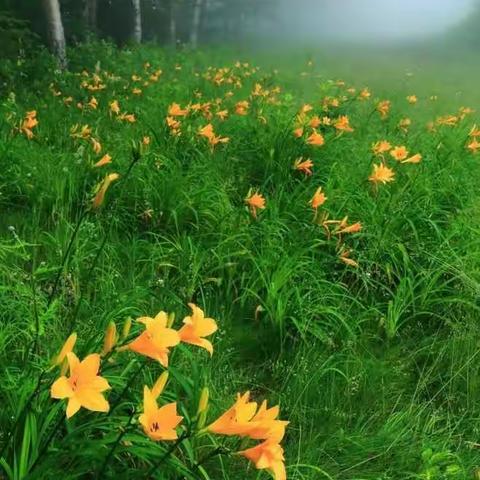 春花望露—梅州中学54级同学荟萃篇