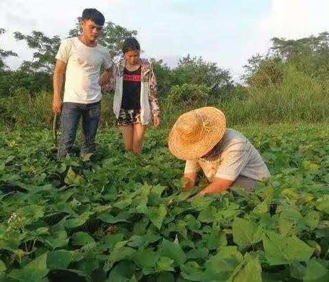 扶贫带头致富人——陈明利