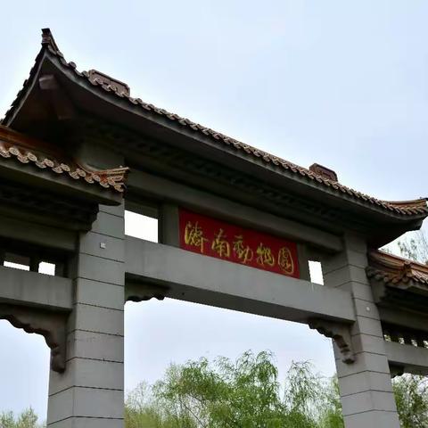 2017.04.04清明 雨 济南动物园