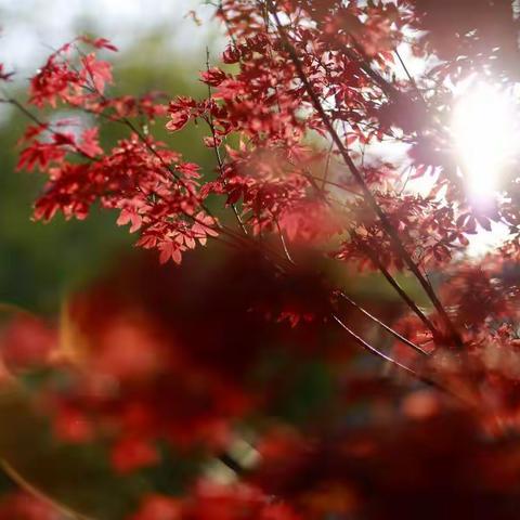 2017.10.24 九如山 景区