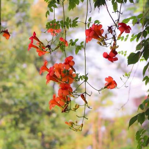 凌云美景欣赏之爬墙虎