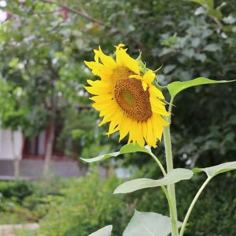 凌云温泉--花与果