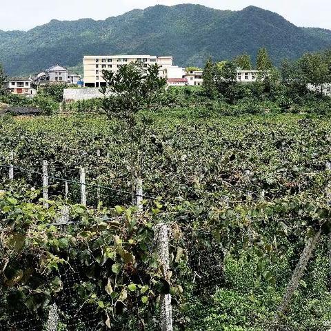 我们在2018桑植首届猕猴桃节相遇