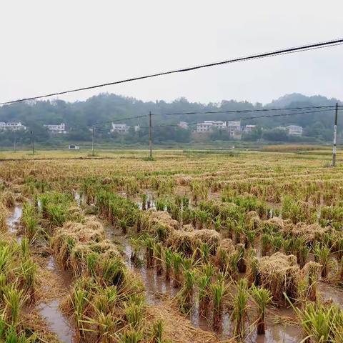 带你走进陈家坪庙会