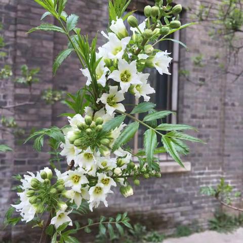 花开时节又逢君