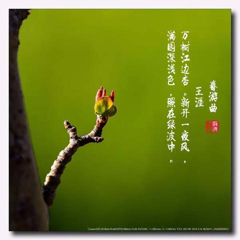 阳春三月好风光